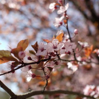 Cherry blossom